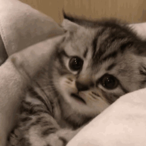 狂C亲女含苞欲h古代
