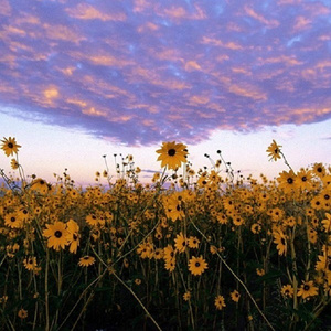 狂C亲女含苞欲h古代
